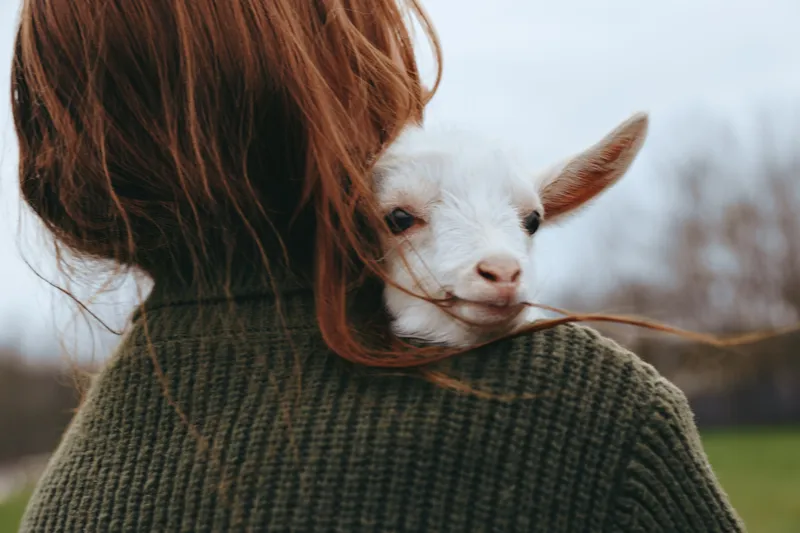 Goat kid rests on a warm shoulder of a person wearing a green sweater, showcasing rustic lifestyle and gentle affection outdoors in a peaceful rural setting, a cozy bond captured in a candid moment