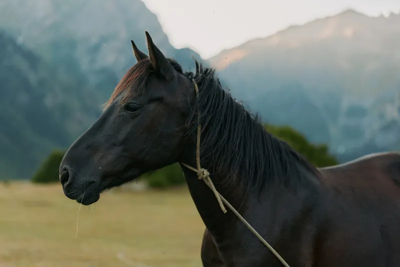 A dark horse stands in an open field with a distant mountain backdrop. The animal faces left, rope halter visible, and a calm, alert expression conveys quiet strength in a rural landscape.