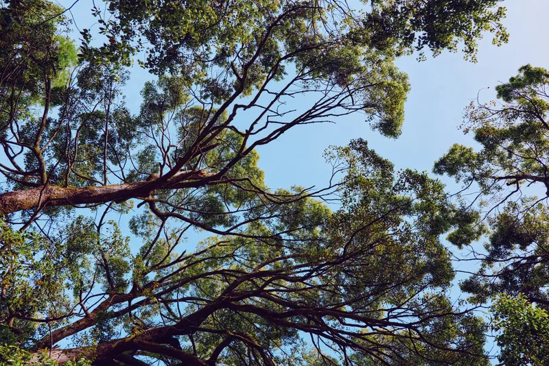Tree branches and green leaves form a dense canopy against a clear blue sky, showcasing nature textures and sunlight filtering through foliage in a tranquil forest perspective.