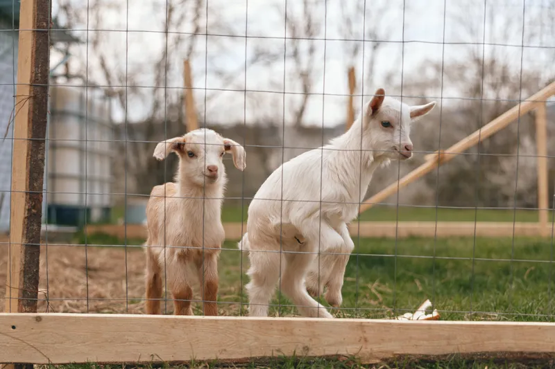 Goat, goats, kid, farm, pasture, animals, fence, outdoor, livestock, playful goats in a sunlit pasture, a curious kid by a wooden fence, capturing a rural lifestyle and animal companionship.