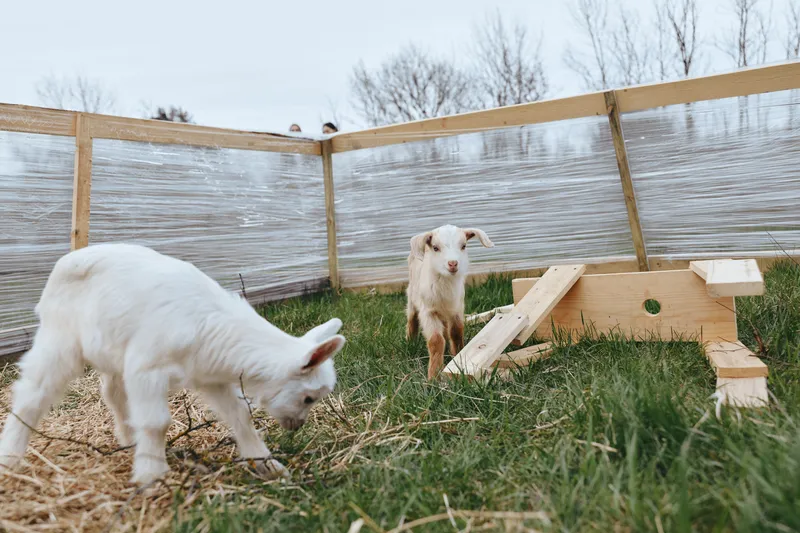 Two young goats explore a fenced grassy yard with wooden play structures under a cloudy sky in a natural outdoor lifestyle setting.