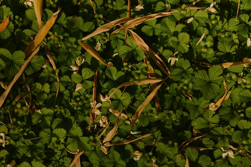Leaves ground foliage green grass flowers closeup of dense low vegetation with small white blossoms and dried brown stems, natural texture and pattern in outdoor plant cover.