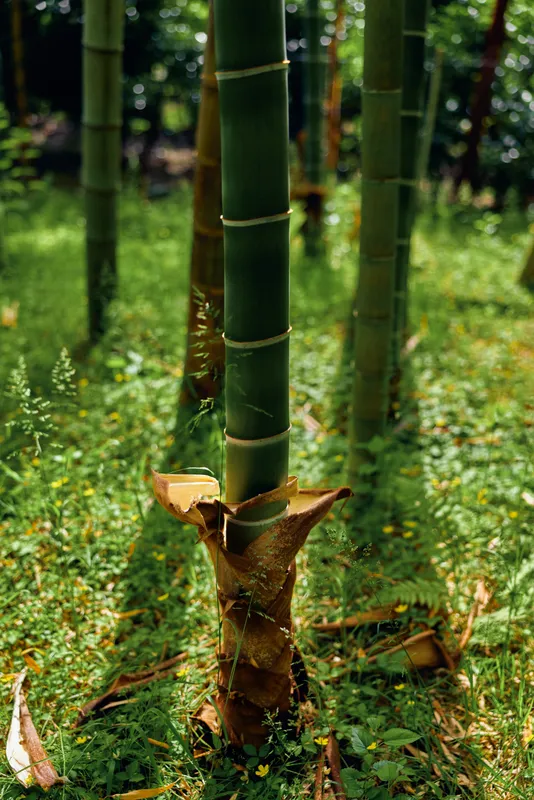 Bamboo stalk and shoot in green grove, closeup of bamboo trunk and grass in forest nature scene, plant details with sunlight, foliage texture and vertical growth in serene environment.