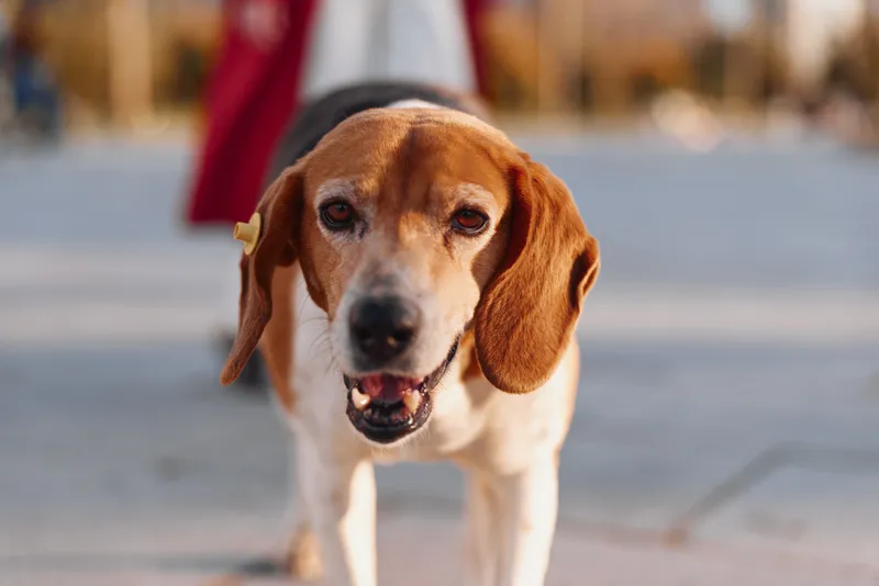 A beagle on a leash gazes at the camera on a sunny urban sidewalk, with a blurred passerby in the background and a warm, approachable vibe for everyday pet photography.