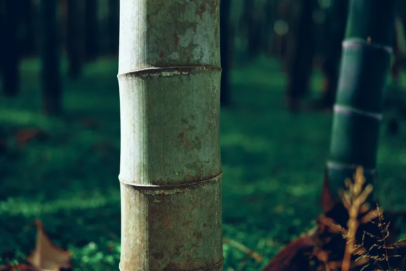 bamboo stalk forest closeup trunk green texture grove detailed stem and leaf litter in a serene outdoor nature scene, showcasing natural wood patterns and peaceful vegetation mood