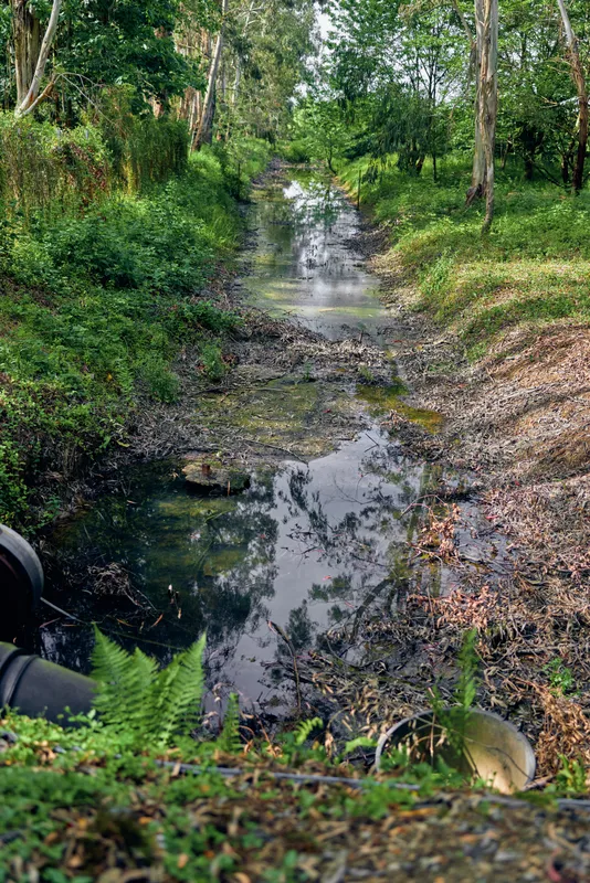 Stream creek through forest with dense vegetation and trees, shallow water and reflection, muddy banks and drainage pipe visible, natural wetland scene with overgrown foliage.