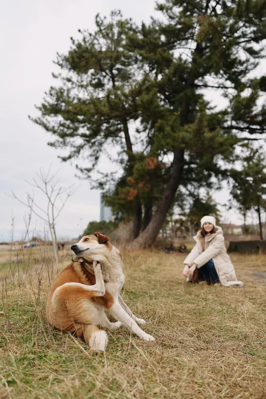 Dog resting on grassy field with a person nearby in a cozy coat and hat, outdoor park setting, a calm moment of companionship amid trees and open space.