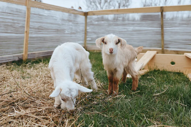 Two young goats in a fenced yard nibble straw on a sunny farm day, expressing curiosity and playfulness. Rustic environment suggests farming life, livestock care, and rural wellness.