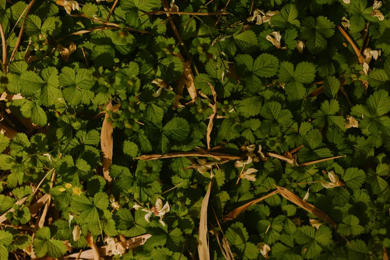 Groundcover green leaves foliage plants grass texture nature growth wild closeup of leafy carpet with dried twigs and stems on forest floor, organic pattern and detailed outdoor vegetation.