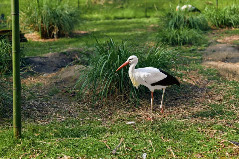 Stork bird standing on grass with long orange beak and slender legs, white body and black wing feathers in a green park setting, peaceful wildlife portrait in bright daylight.