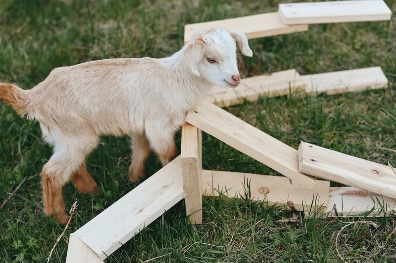 Goat kid exploring a wooden frame outdoors on a grassy field, curious and playful, near rustic beams, rural setting, natural light, calm mood, hint of farming life and countryside simplicity.