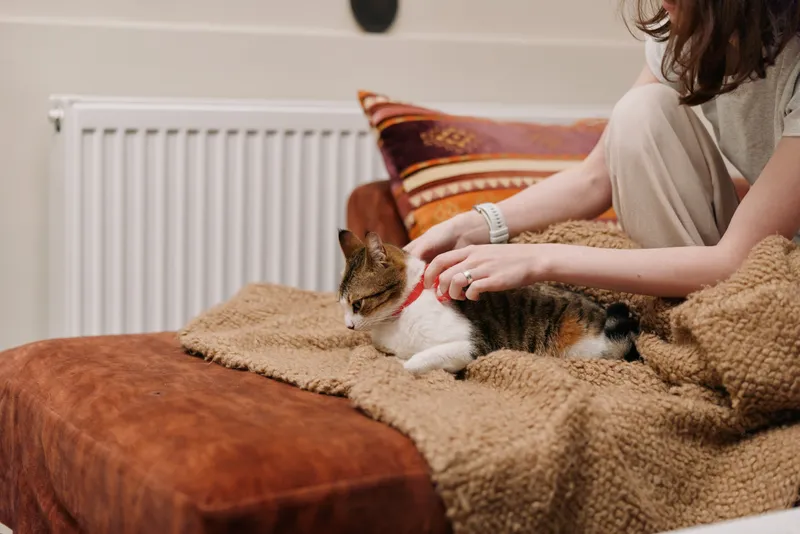 Woman, cat, couch, blanket, petting, indoors, comfort, lifestyle, cozy home care moment, hands gently stroking fur, soft natural light, calm relaxed mood, warm atmosphere