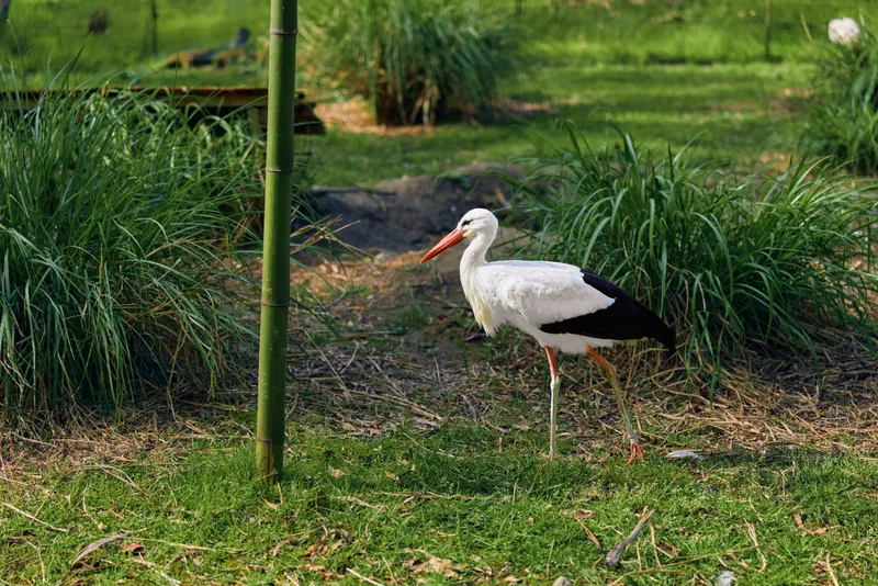Stork bird stands in grass in nature park near bamboo, showing long beak and slender legs, wildlife scene with green vegetation and peaceful outdoor habitat for a solitary wading bird