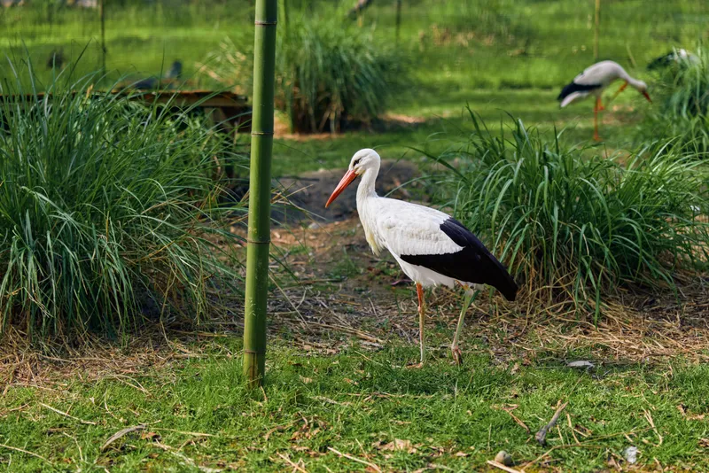 Stork bird grass wetland nature beak: white stork standing in green grassy wetland with long red beak and black wing feathers, solitary wading bird foraging near reeds and shallow water.
