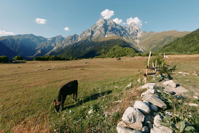 Mountain cow pasture fence meadow peak grazing landscape with a solitary cow feeding on grass in a wide rural field under blue sky and distant rocky peaks in summer daylight.