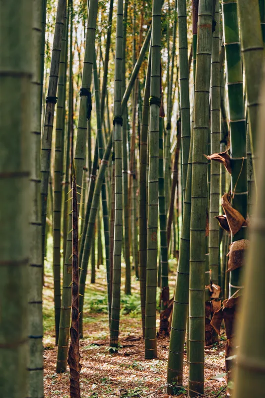 Bamboo forest with tall green trunks in a peaceful grove, vertical stalks and stems creating a dense canopy with filtered sunlight on the forest floor, serene nature scene.