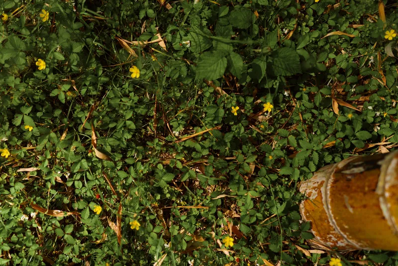 Groundcover foliage yellow flowers wildflowers bamboo leaves captured in a closeup of green plants and small blooms, nature texture with sunlight on leafy undergrowth in a garden.