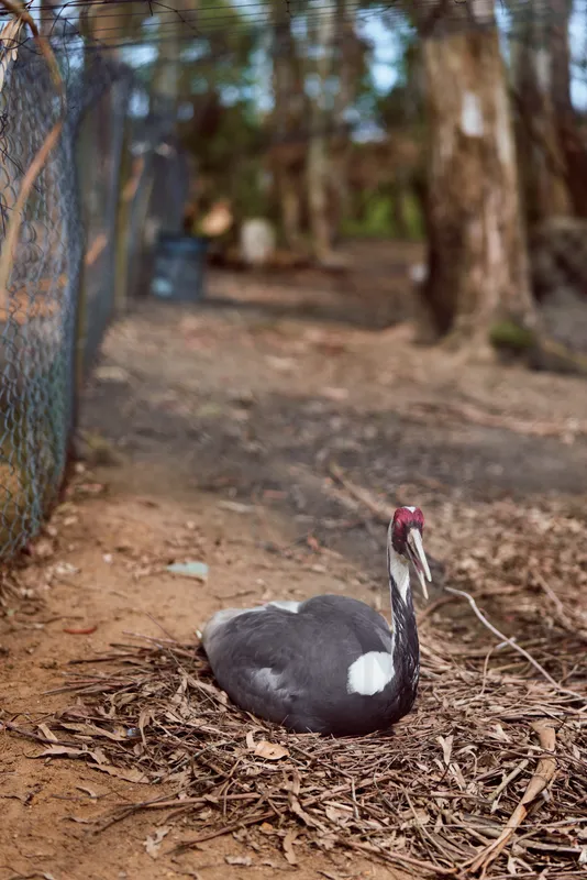Swan nest bird nature wildlife black swan sitting on a dry leaf nest in a forest clearing near a fence, portrait of waterfowl on ground with trees and earthy tones, peaceful habitat scene