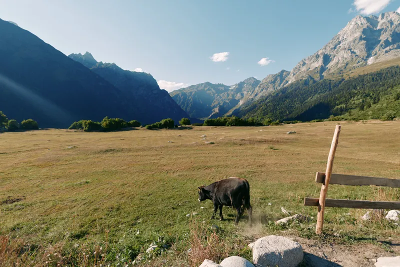 Cow grazing in a wide meadow with mountain valley backdrop, wooden fence and clear blue sky. Rural landscape, livestock, summer grassland and peaceful outdoor scenery.