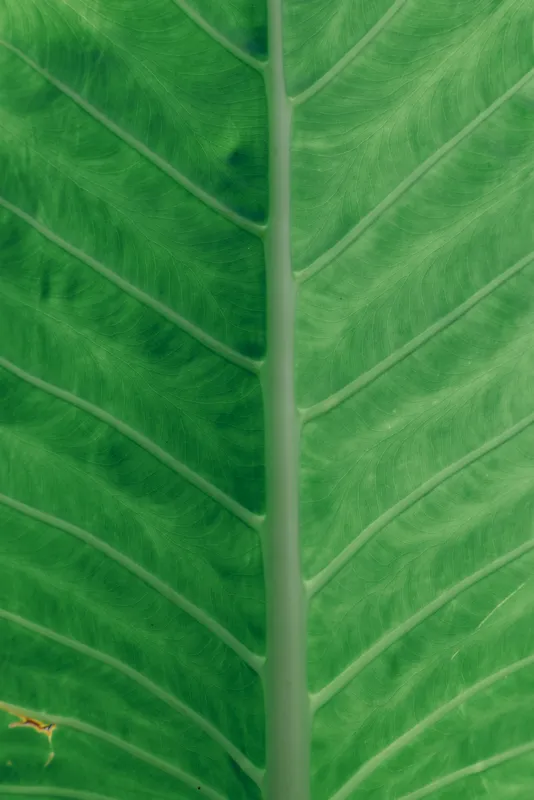 Macro shot of a green leaf with prominent venation and rich texture, natural lighting, calm mood, plant detail, closeup view, organic pattern, greenness emphasis