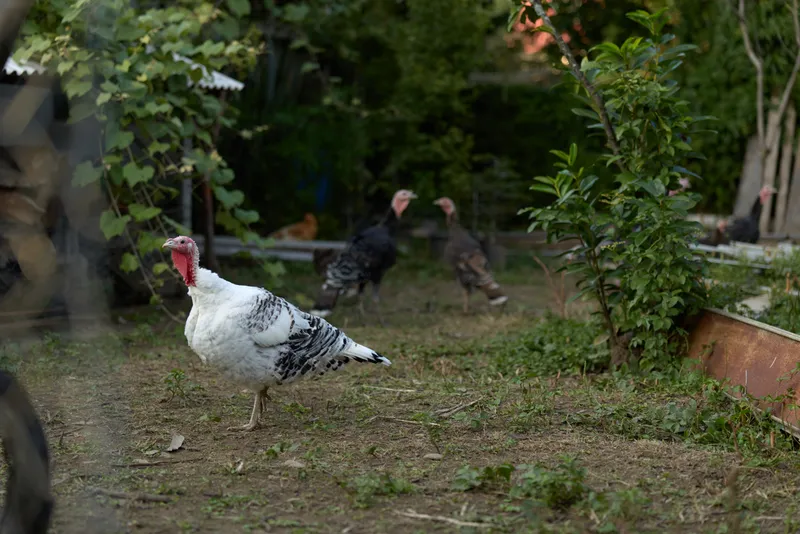 Turkey and white turkey in a backyard garden scene: adult poultry walking and foraging, rural farming atmosphere with rustic vegetation and curious behavior on a smallholding.