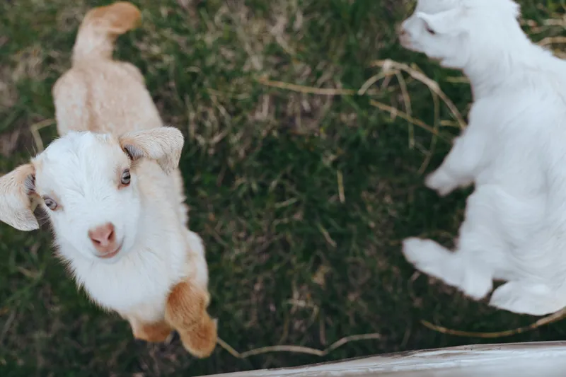 Playful goat kid and curious goat in a sunny yard, showcasing farm lifestyle with outdoor play, rustic charm, natural light, warm mood, candid moment, gentle companionship