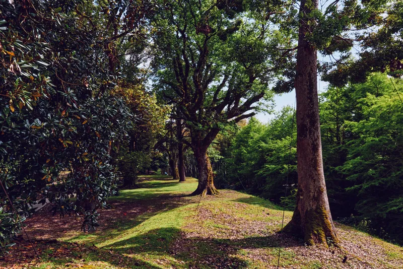 Trees, forest, path, sunlight, grass, moss in a serene woodland scene with dappled shade, trunks and leaves framing a peaceful nature landscape for outdoor escape and calm.