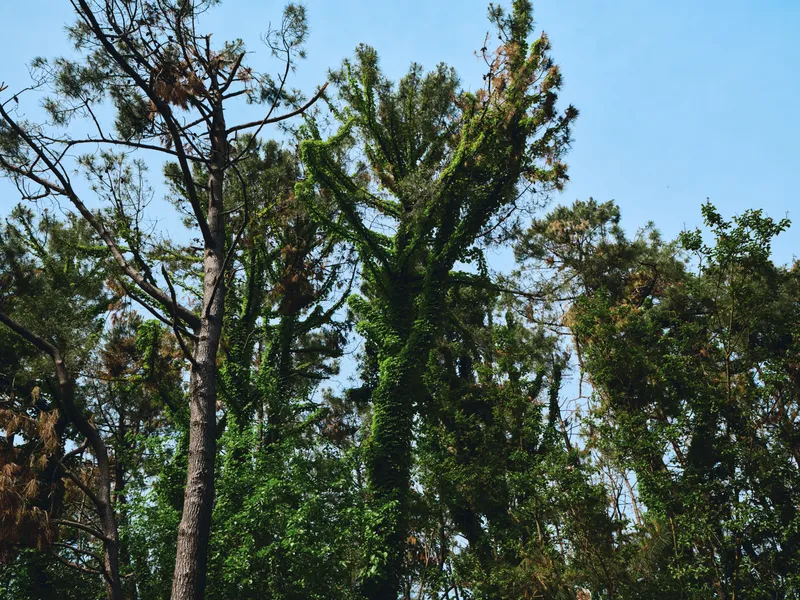 trees forest vines canopy sky nature green foliage in a sunlit woodland scene with tall trunks and climbing ivy, serene outdoor landscape showing summer leaves and natural growth