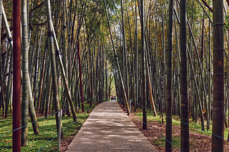 Bamboo path in a dense forest walkway, gravel trail through tall bamboo grove with filtered sunlight and distant people walking, peaceful nature scene in a shaded park corridor