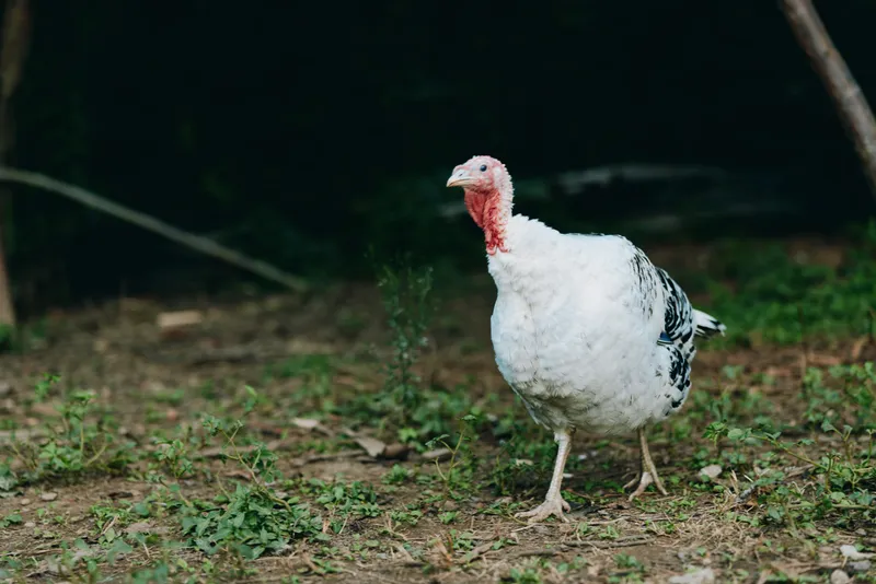 Turkey bird farm white outdoors walking: adult domestic turkey with red wattle standing on grassy ground, calm and alert posture in natural pasture scene for agriculture and wildlife.