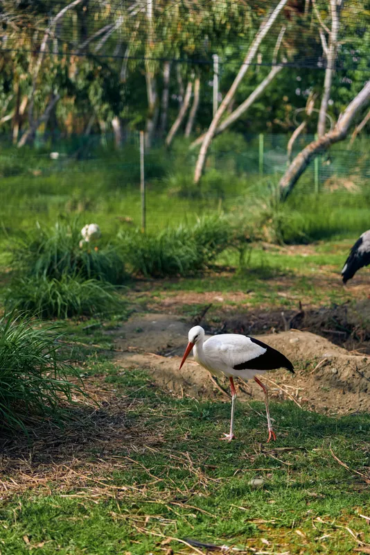 Stork bird wetland grass beak wading in a green park habitat, white and black feathers feeding and standing in shallow water near trees, nature wildlife scene.
