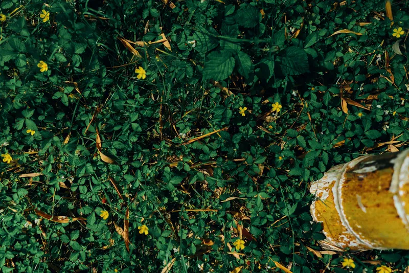 Grass leaves and yellow flowers surround a rusted post on green ground foliage, closeup nature texture with scattered leaves, small blooms and weathered metal in outdoor plant cover.