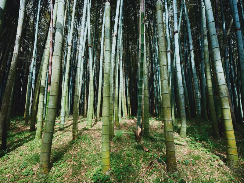 bamboo, forest, grove, trunks, green, nature Tall bamboo trunks in a dense grove create vertical patterns with sunlight filtering through leaves, mossy floor and tranquil outdoor landscape background.