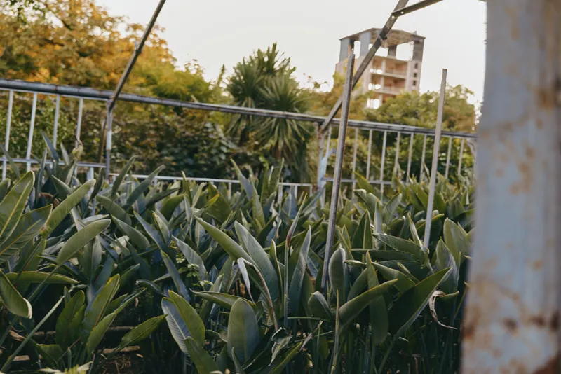 Plants garden railing leaves urban greenhouse balcony dew morning scene with green foliage and metal fence, abandoned building background and outdoor terrace vegetation.