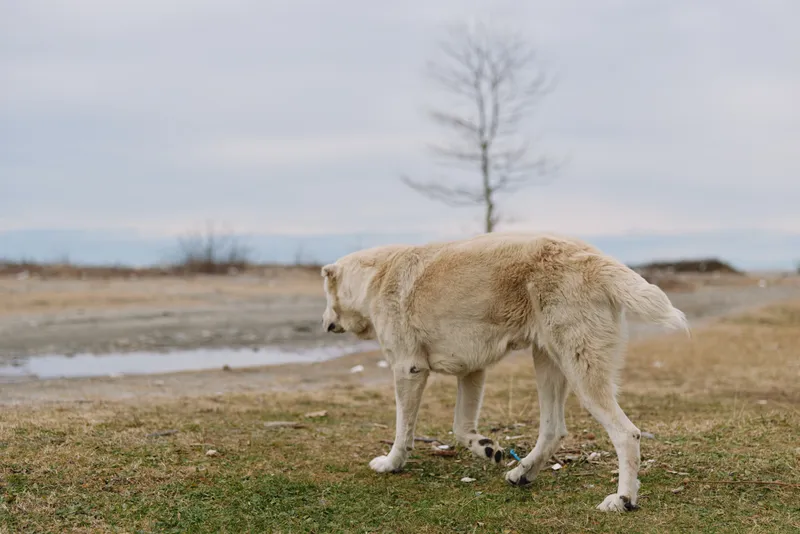 White dog walking in an open field by a lakeside, calm landscape with a bare tree and overcast sky, a serene moment of exploration and solitude in nature