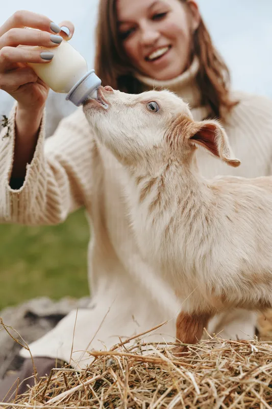 A young woman in a beige sweater happily feeds a baby goat with a bottle outdoors in a natural lifestyle setting during daytime.