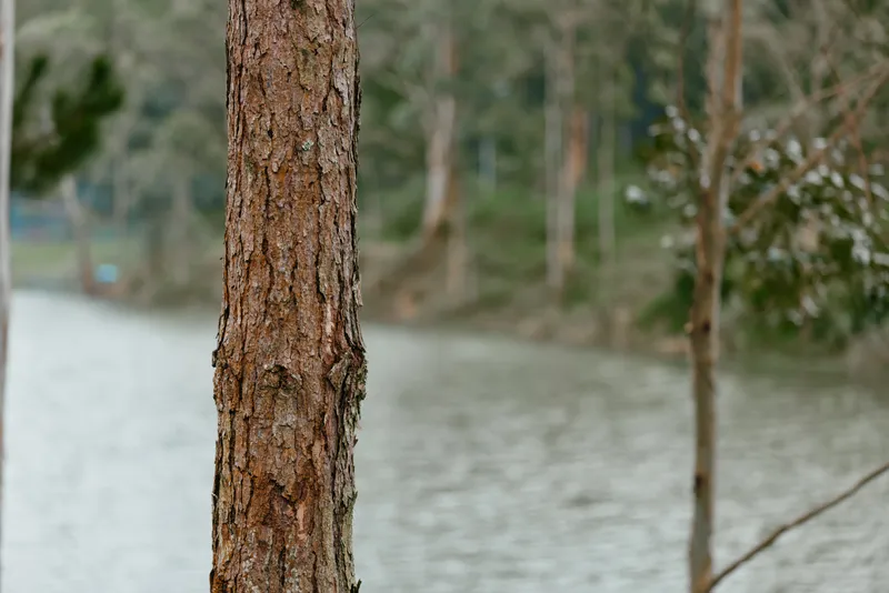 Tranquil forest scene with a tree trunk and a serene river, showcasing nature s beauty and peacefulness, ideal for relaxation and mindfulness concepts