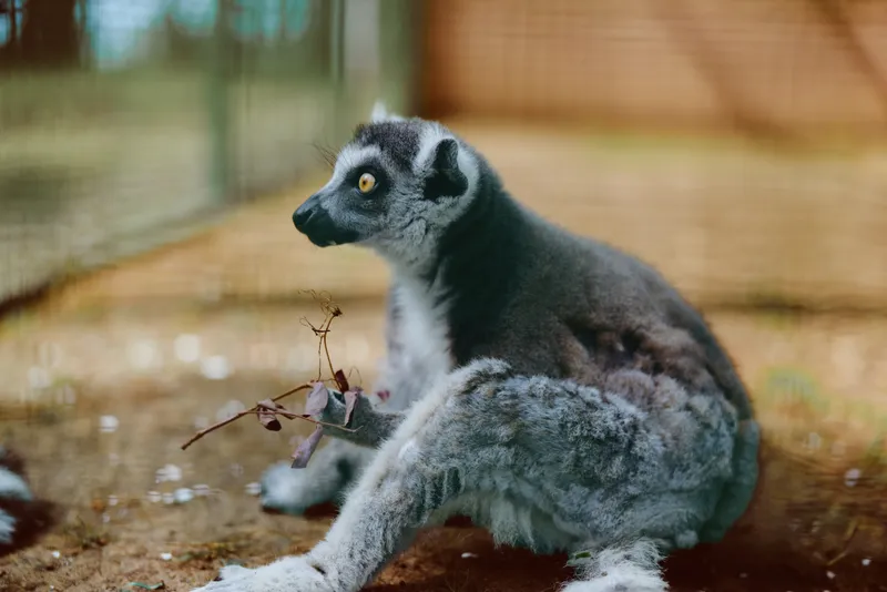 Lemur ring-tailed primate zoo wildlife animal mammal sitting on ground holding a small branch, closeup portrait with expressive eyes, soft fur and striped tail in enclosure setting.