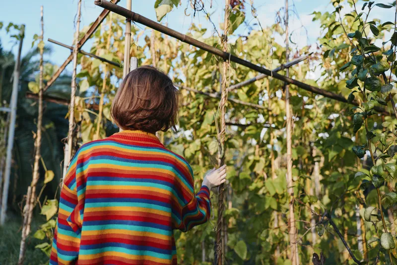 woman in striped sweater tending garden trellis plants, back view of a 28-year-old casual gardener touching vines, relaxed autumn outdoor lifestyle scene for sustainable harvest