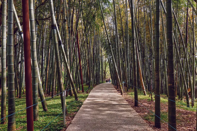 Bamboo path and walkway in a dense forest with tall trees, nature trail and linear perspective leading to distant figures, peaceful outdoor scenery for travel and meditation