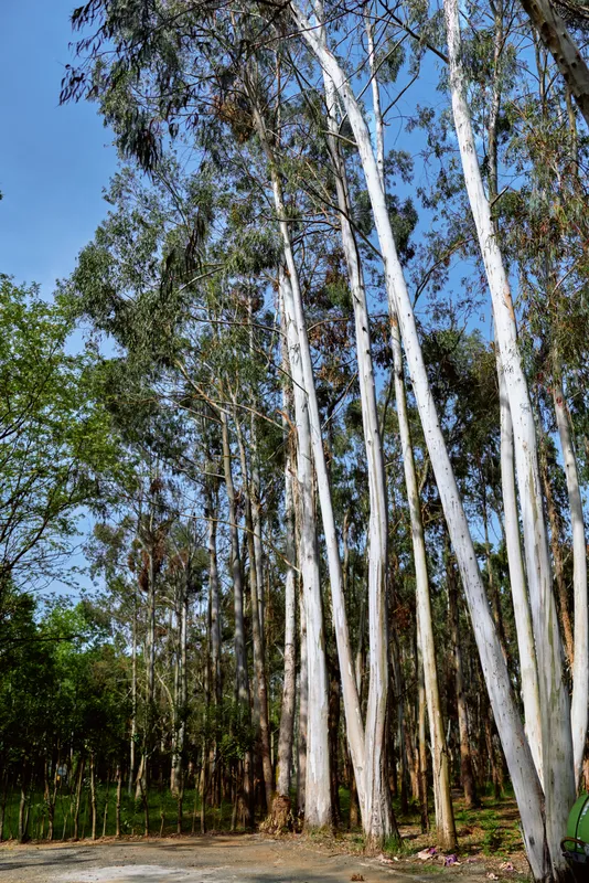 Eucalyptus trees in a sunlit forest with tall white trunks and blue sky, nature grove scene showing bark, canopy and a dirt path for peaceful outdoor landscape photography.