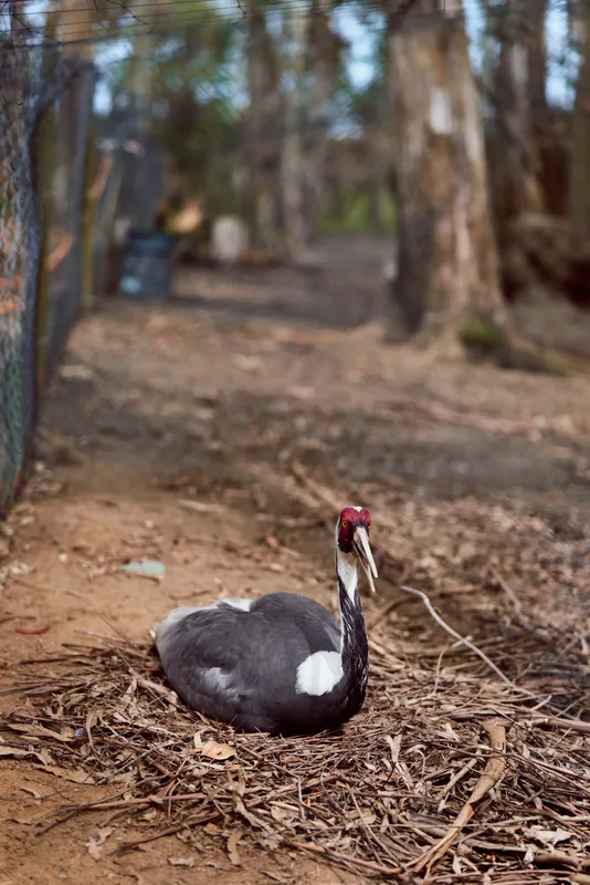 Swan bird black nest beak ground forest fence, adult black swan sitting on a leafy nest at forest edge near a wire fence, resting and guarding eggs in natural wildlife habitat.