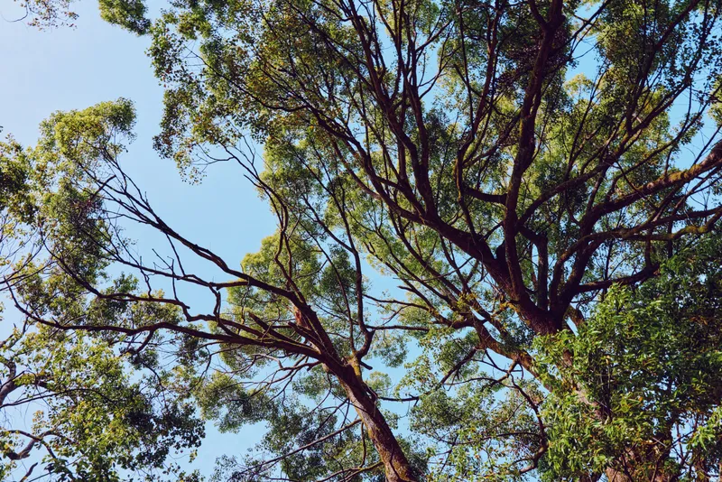 Tree branches and green leaves form a leafy canopy against clear blue sky in a nature scene with dappled sunlight, dense foliage in summer afternoon light, tranquil outdoor view.