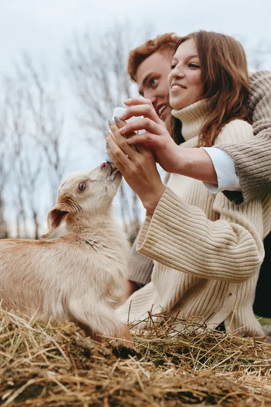 Cheerful couple outdoors feeding a goat kid, cozy sweaters, warm light, rustic field setting, candid lifestyle moment, gentle interaction with friendly livestock