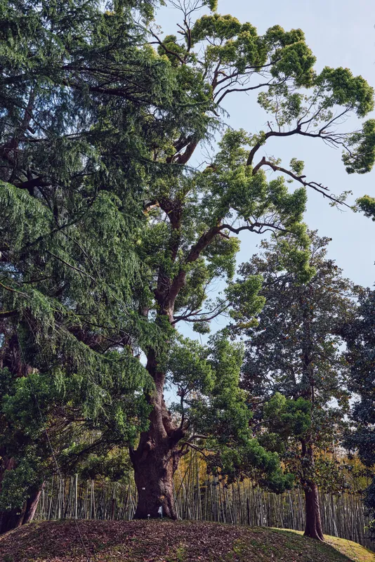 Tree trunk and lush foliage form a broad canopy in a peaceful park scene, tall mature tree with textured bark, green leaves and soft sky background for nature landscape.