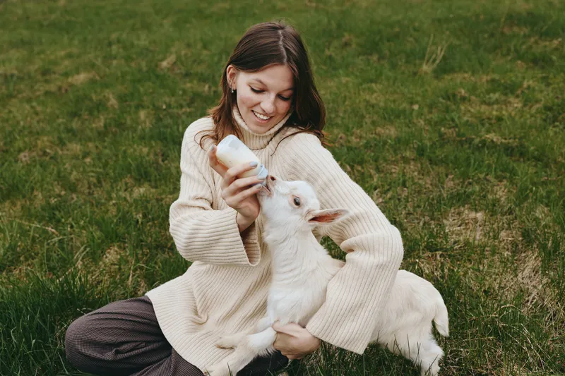 Goat, kid, woman, outdoors, feeding, bottle, grass, field, joy, lifestyle, a smiling woman kneels in soft sweater while bottle feeding a white goat kid in a sunlit countryside setting