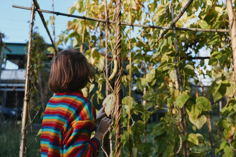 Person back in a colorful sweater in a garden by vines on a wooden trellis, exploring plants and green leaves in warm sunlight for backyard gardening and nature study.