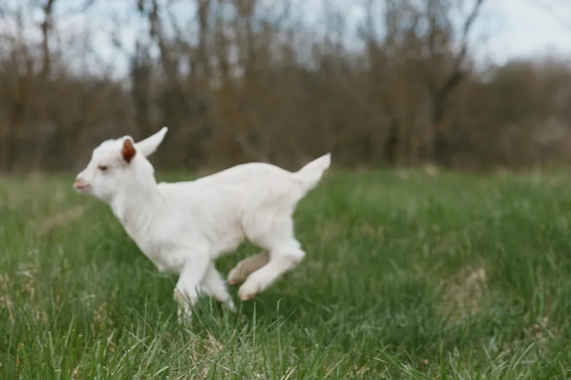 Playful white goat kid runs across a green meadow, a bright lifestyle moment in fresh air, capturing carefree countryside energy and curiosity in natural light.