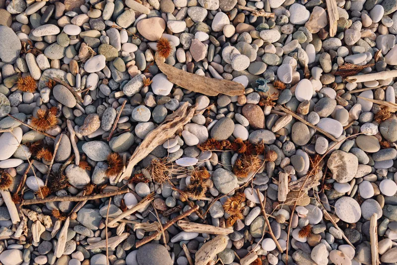 Close up of smooth pebbles and driftwood on a rocky beach, highlighting natural texture and earthy tones for a tactile background and nature themed design