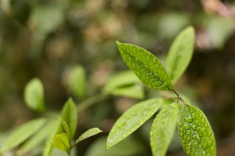 Close-up of dew-covered green leaves on a fresh branch, vivid natural texture, conveying renewal, calm nature, and outdoor serenity in soft light